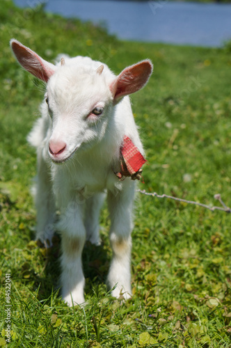 standing goat kid