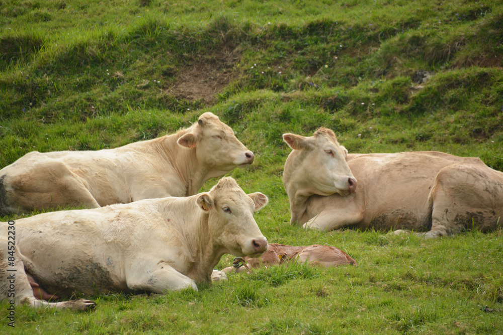 vacas pastando en un prado verde vacas pastando en un prado verde