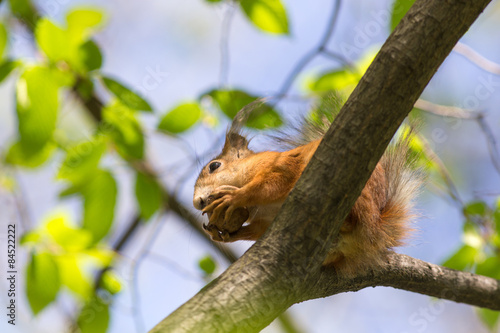 squirrel on a spring tree