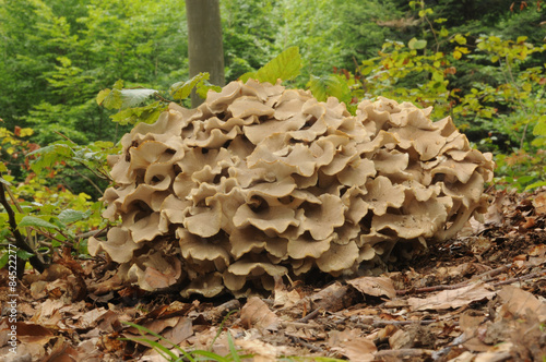Photos Polyporus umbellatus, also called Lumpy Bracket and Umbrella Polypore