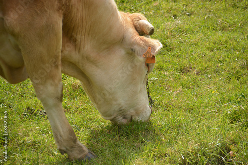 vaca pastando en un prado verde