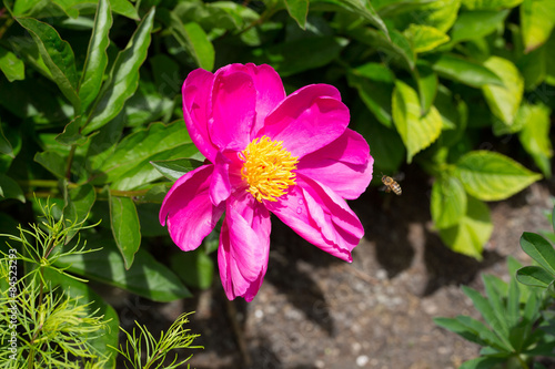 rosa Pfingstrose