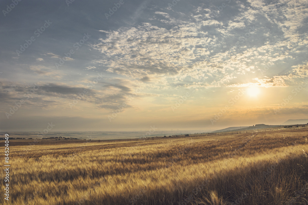 summer landscape of a wheat field