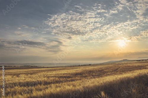 summer landscape of a wheat field