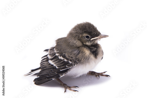 Wallpaper Mural Baby bird sparrow isolated on white Torontodigital.ca