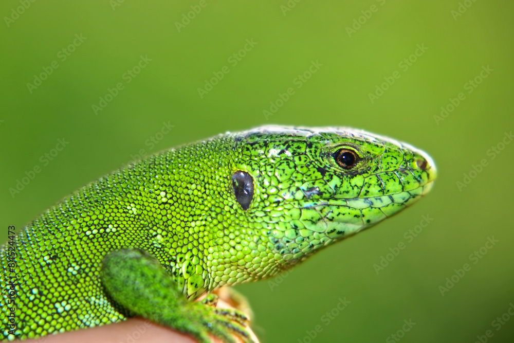 Small green lizard in a hand. Small green lizard in a hand.