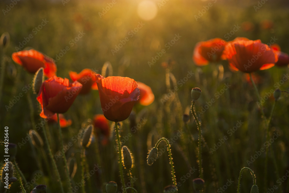 Fototapeta premium Field of poppies at sunset
