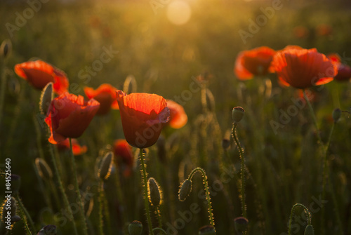 Field of poppies at sunset