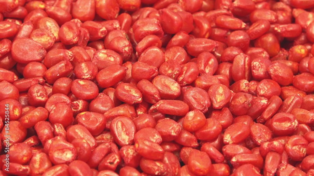 Chemically Treated Red Maize Corn Seed Ready for Seeding Season in Agricultural Production Chemically Treated Red Maize Corn Seed Ready for Seeding Season in Agricultural Production