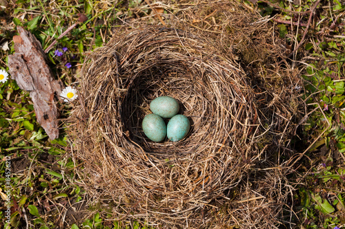 Bird's (Blackbird) Nest - three turquoise speckled  eggs in the nest.