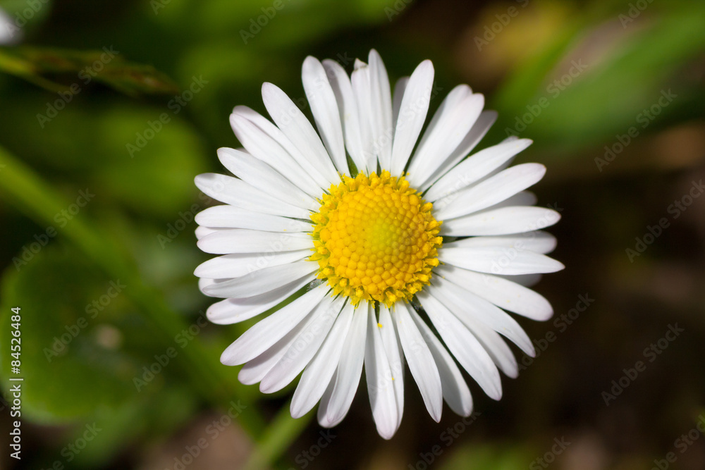 Obraz premium Closeup of a yellow and white Daisy flower.