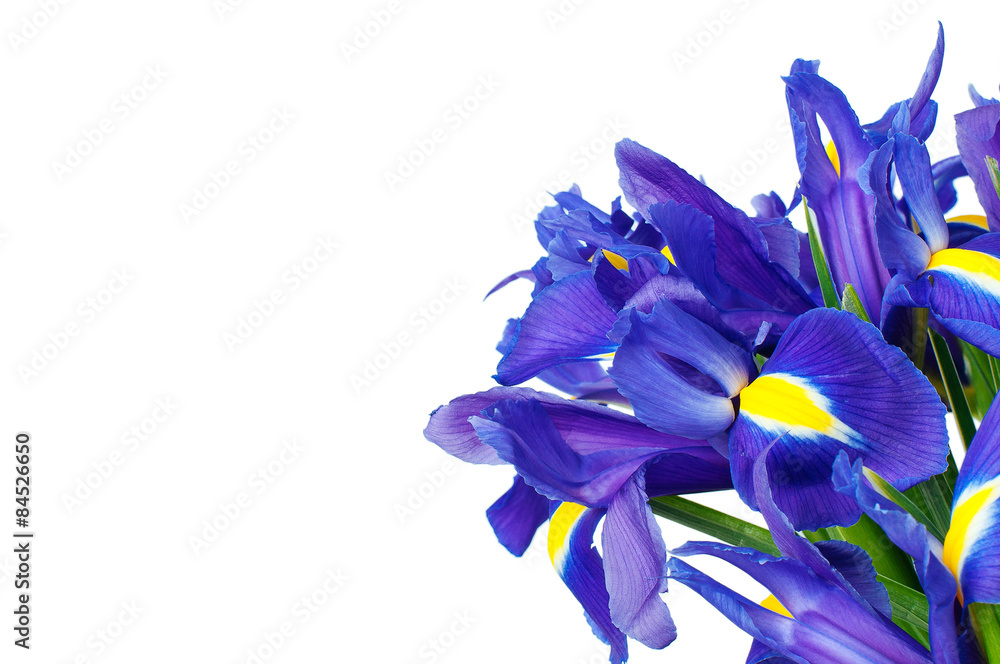 Iris flower isolated
