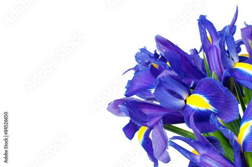 Papier peint fleur d& 39 iris blanc