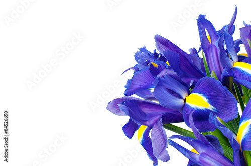Obraz na płótnie Iris flower isolated w salonie