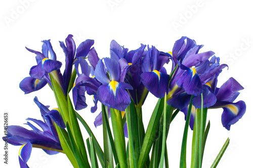Fototapeta Naklejka Na Ścianę i Meble -  Iris flower isolated