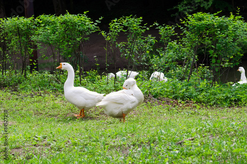 geese outdoors
