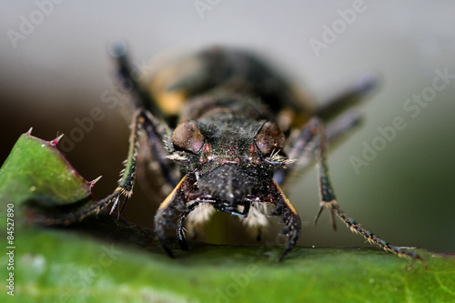 Жук скакун (лат. Cicindelinae) © Starover Sibiriak