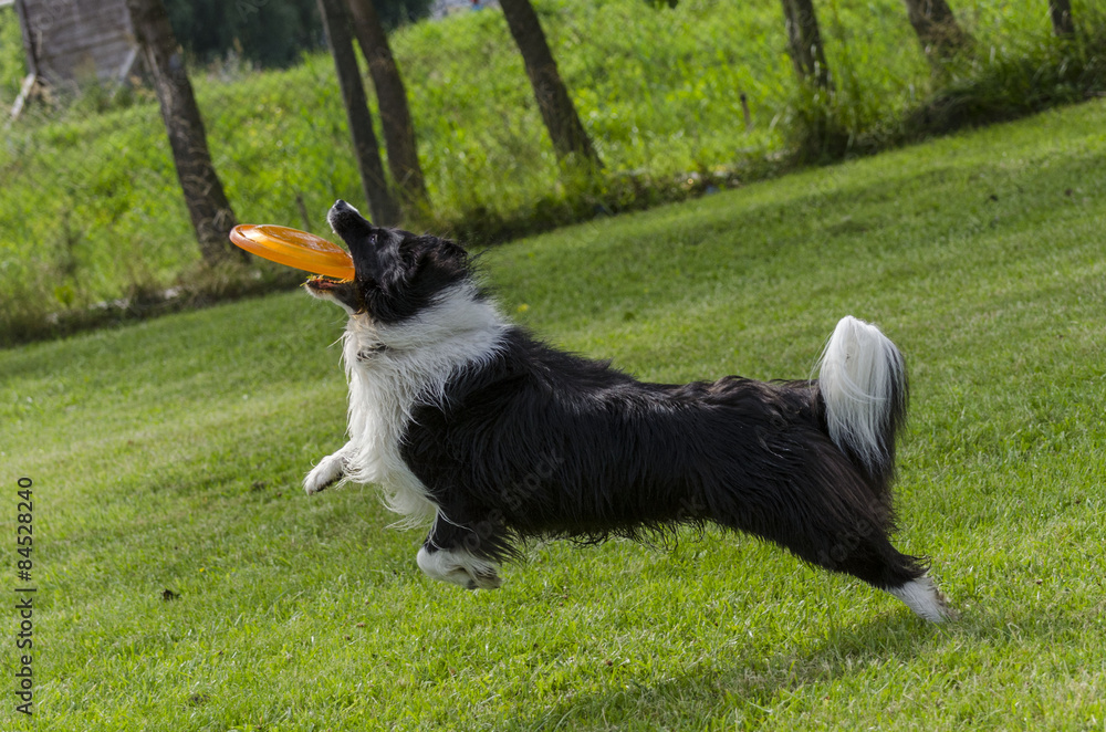Pies + frisbe.