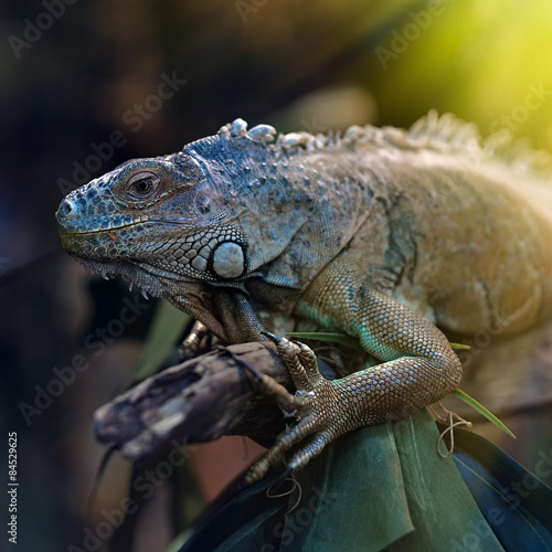 Colorful iguana on a tree branch. © FoodAndPhoto