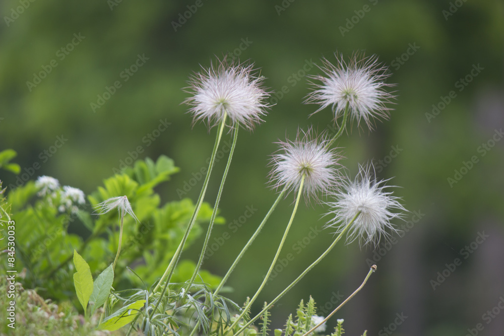 Dandelion Dandelion