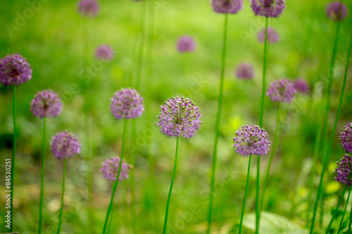 wild leek