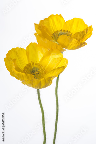 Fototapeta Naklejka Na Ścianę i Meble -  zwei gelbe klatschmohnblüten