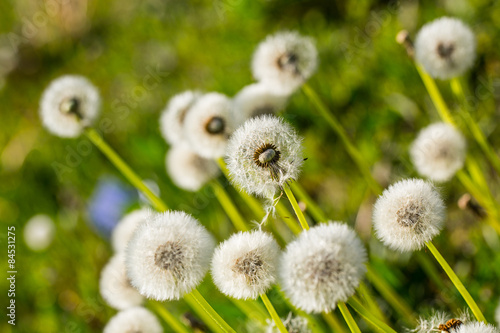 close up of Dandelion on background green grass