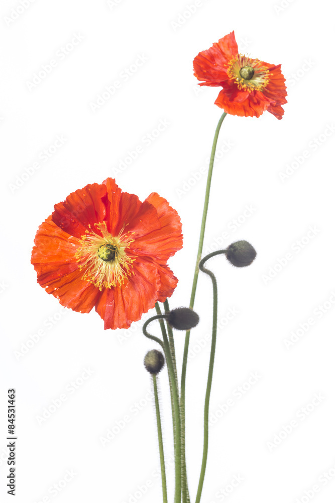 Obraz premium zwei klatschmohnblüten mit blütenknospen