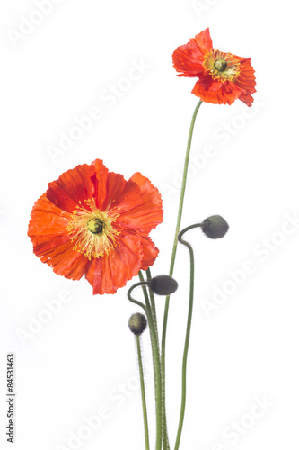 Fototapeta Naklejka Na Ścianę i Meble -  zwei klatschmohnblüten mit blütenknospen