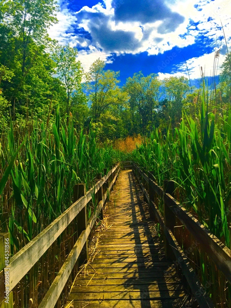 Fototapeta premium A boardwalk cuts through the forest 