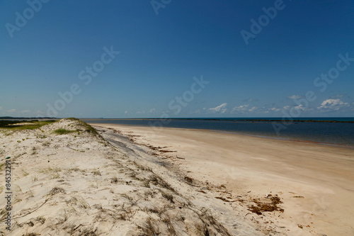 spiaggia tropicale con palmeto