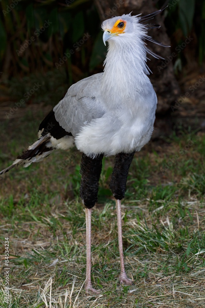Naklejka premium Secretary Bird of Prey