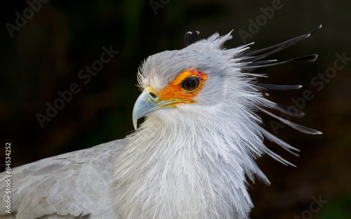 Portrait of a Secretary Bird of Prey