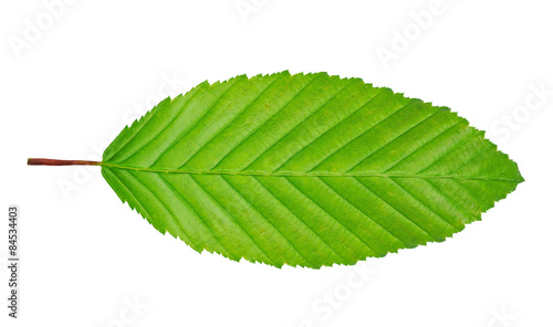 hornbeam leaf isolated on white background