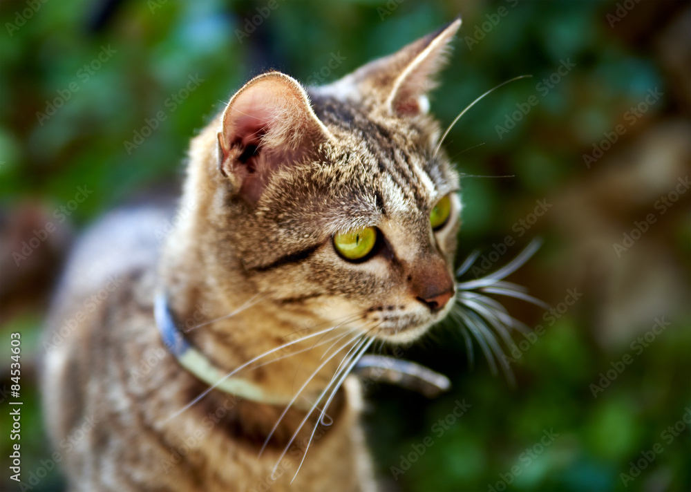 Cat with green eyes