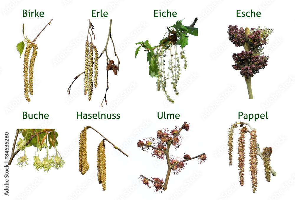 Naklejka premium Allergie Baumblüten