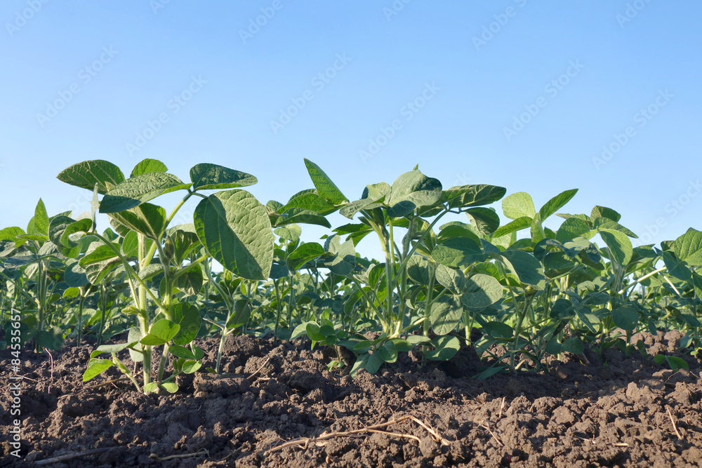 Agriculture, soybean plant in field Agriculture, soybean plant in field