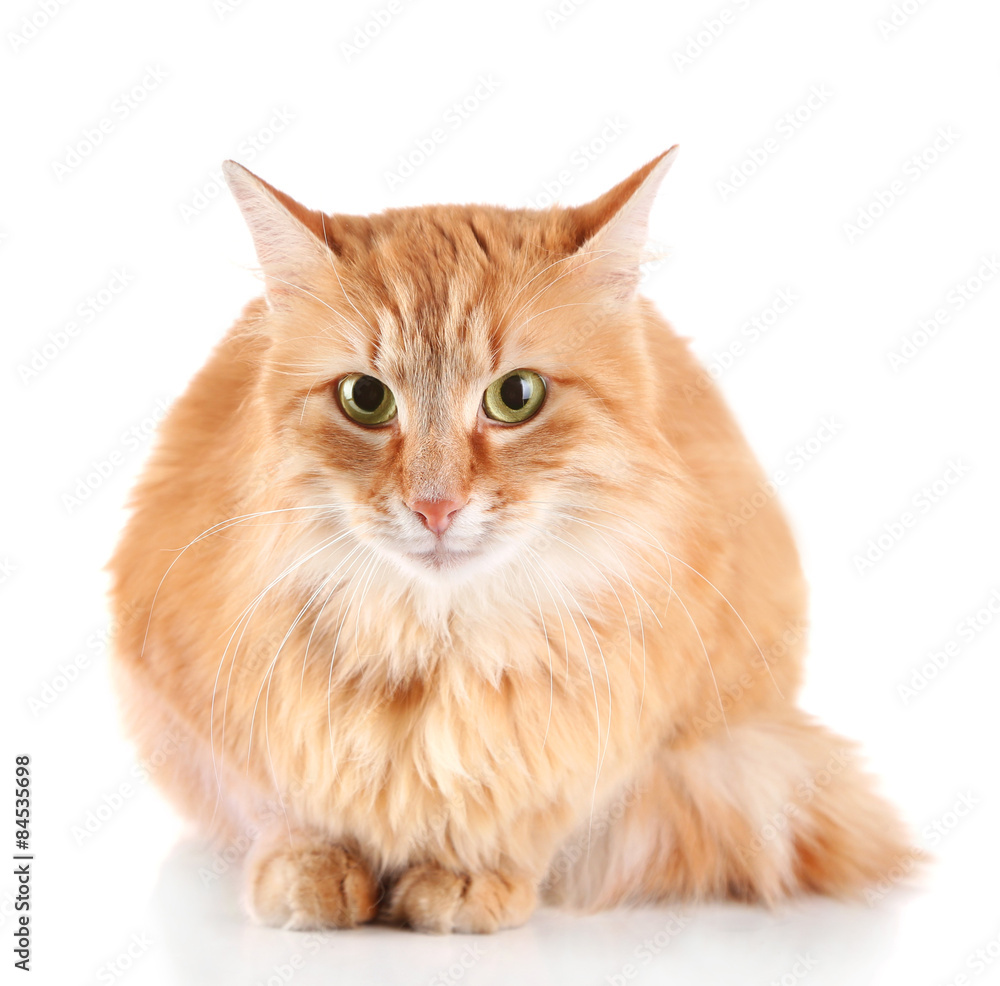 Red cat isolated on white background