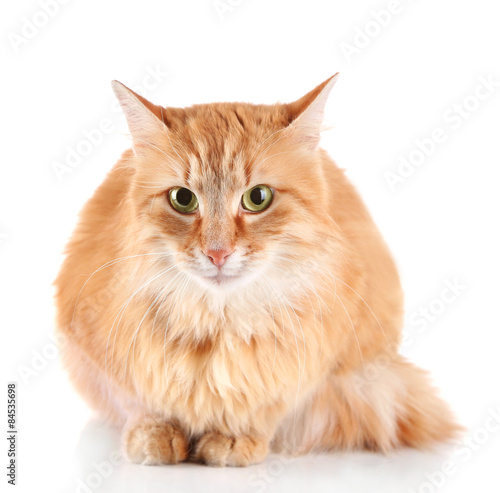 Red cat isolated on white background