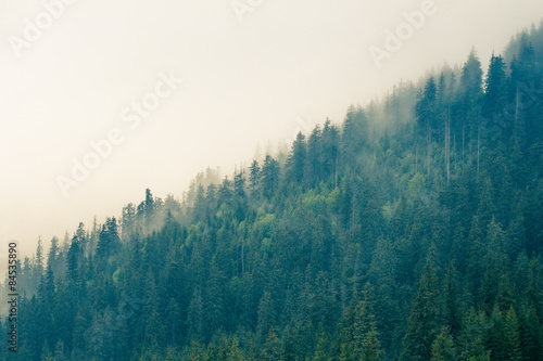 Fog covering the mountain forests.