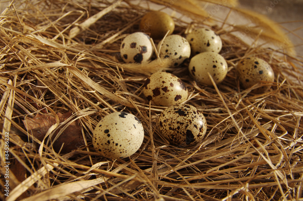 Quail eggs in a nest from a dry grass Quail eggs in a nest from a dry grass