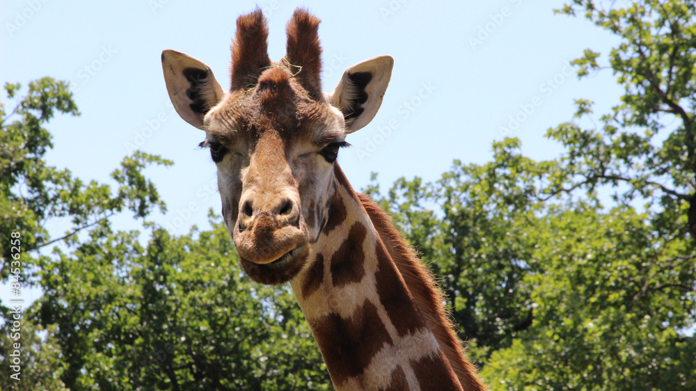 Fototapeta premium Giraffe watching you