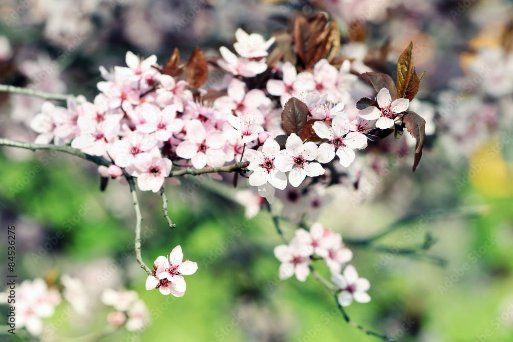 Blooming tree twigs with pink flowers in spring Blooming tree twigs with pink flowers in spring
