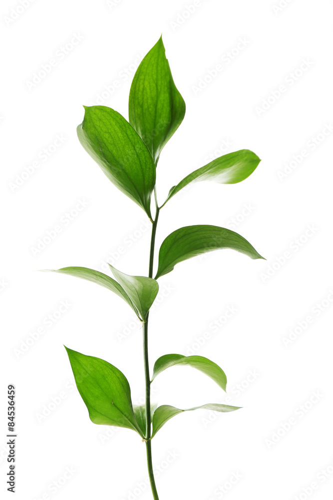 Fototapeta premium Branch with fresh green leaves, isolated on white
