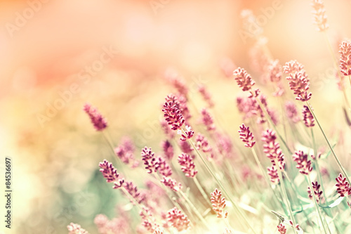 Fototapeta Naklejka Na Ścianę i Meble -  Lavender flowers