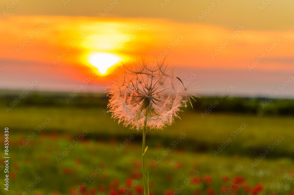 Dandelion sunset