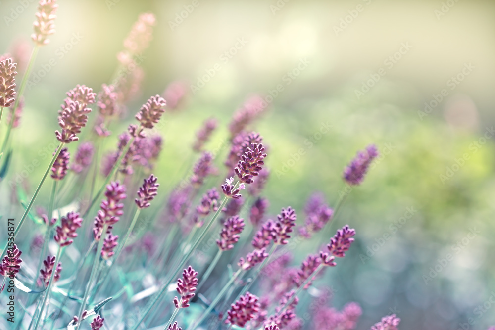 Naklejka premium Lavender flower