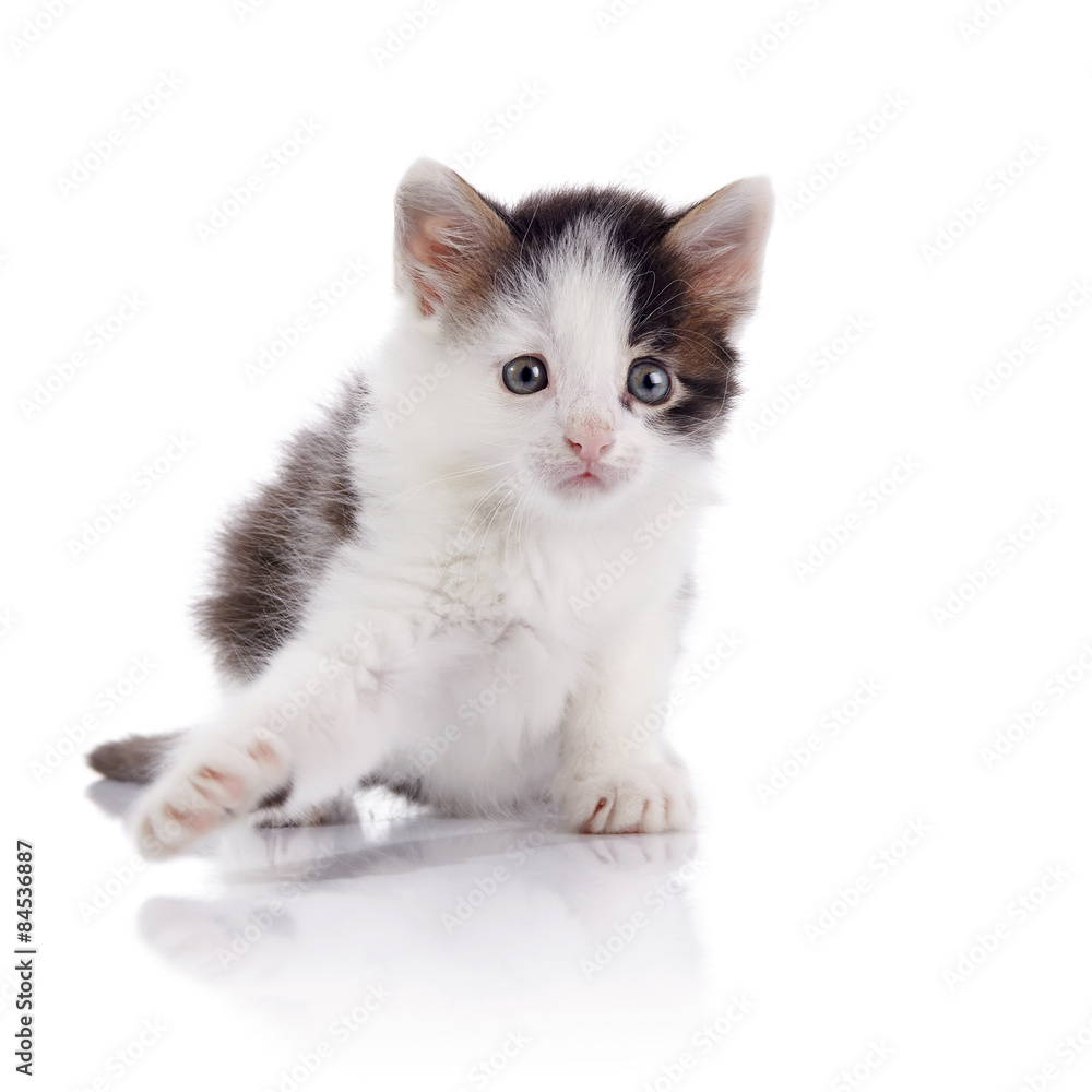 Kitten, white with spots.