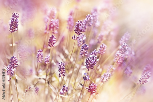 Fototapeta Naklejka Na Ścianę i Meble -  Beautiful, beatiful lavender flower