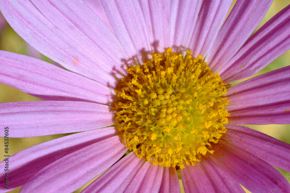 Detail of Osteospermum flower in summer in garden.